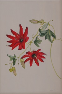 Passion Flower